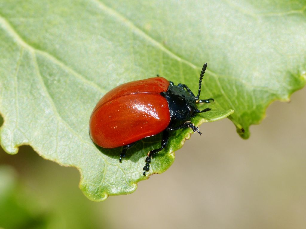 Chrysomela populi? No, Chrysolina grossa